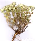 felty germander